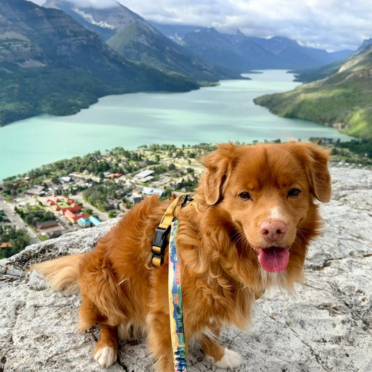 Waterton All Mountain Dog Leash
