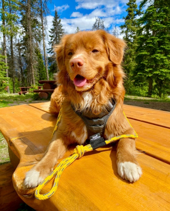 Load image into Gallery viewer, brown nova scotia duck tolling retriever on a yellow rope leash sitting on top of a wooden bench
