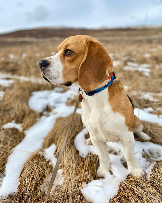 Beagle wearing RMD Alpine Dog Collar 