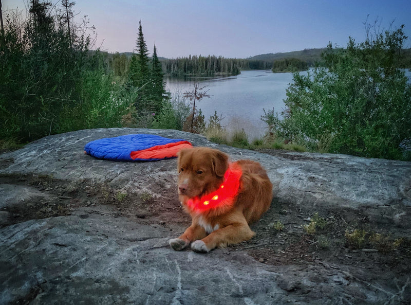 Load image into Gallery viewer, dog wearing led collar
