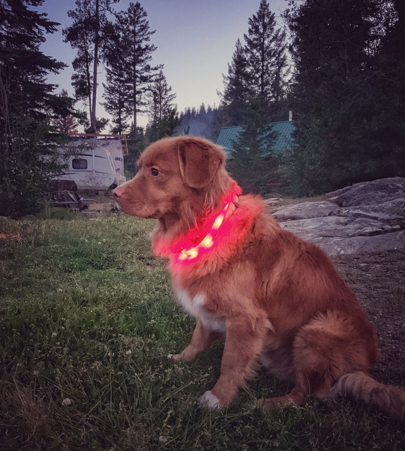 Load image into Gallery viewer, duck toller dog wearing led collar
