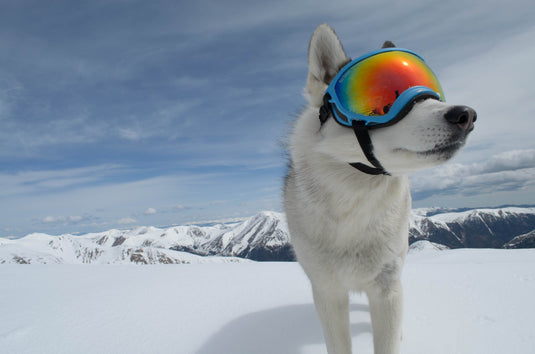 ski goggles for dogs Rex Specs Small Dog Goggles Sold by Rocky Mountain Dog in Canada