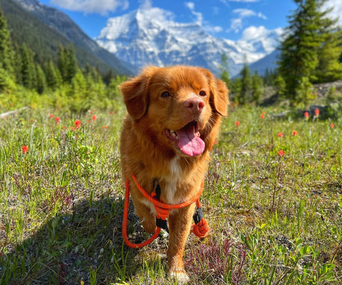 brown nova scotia duck tolling retriever on a rope dog leash standing on top of a lush green field in mount robson, bc