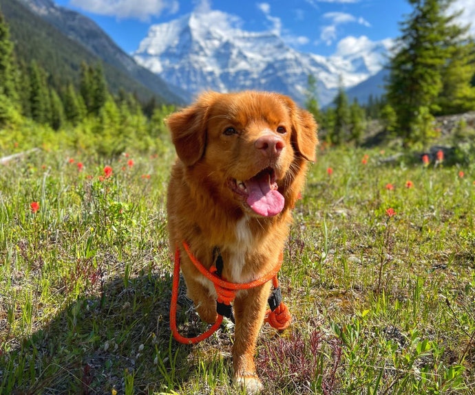 brown nova scotia duck tolling retriever on a rope dog leash standing on top of a lush green field in mount robson, bc