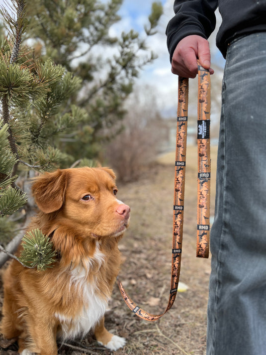 brown and white nova scotia duck tolling retriever sitting next to a person holding orange dog leash