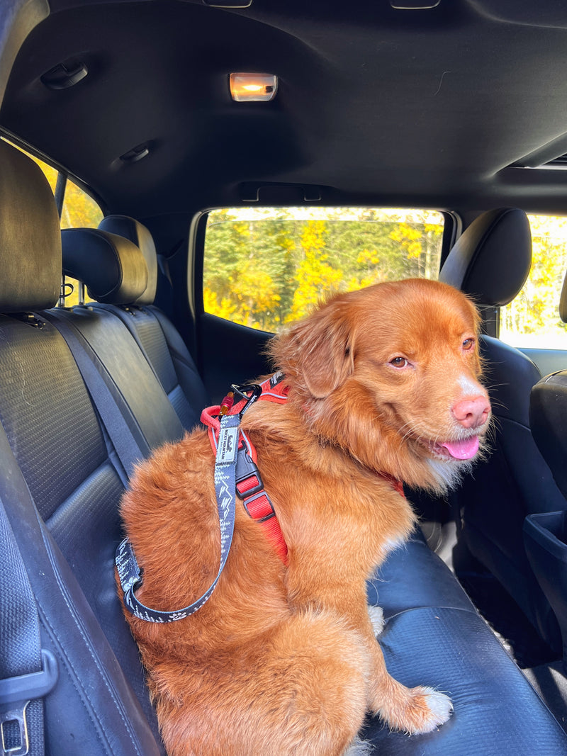 Load image into Gallery viewer, Carsafe Dog Seatbelt Carabiner Restraint
