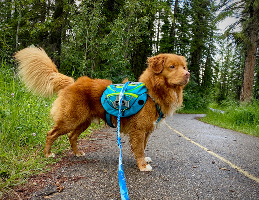 dog wearing backpack for day hikes and camping