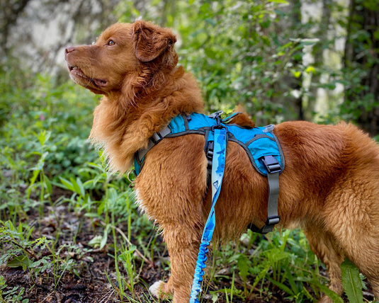 dog wearing backpack for day hikes and camping