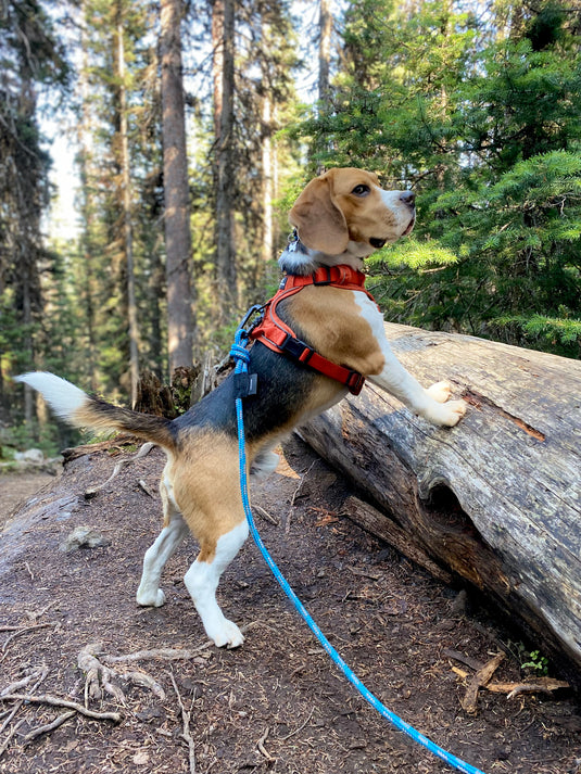 beagle standing on its hind legs on a leash in rawson lake trail, banff
