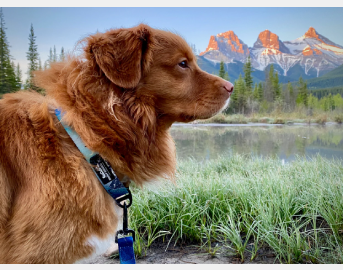 Canmore Alpine Dog Collar