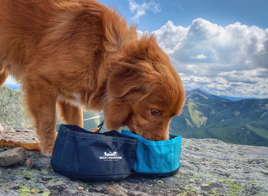 Duck toller dog eating out of the RMD dog travel bowl