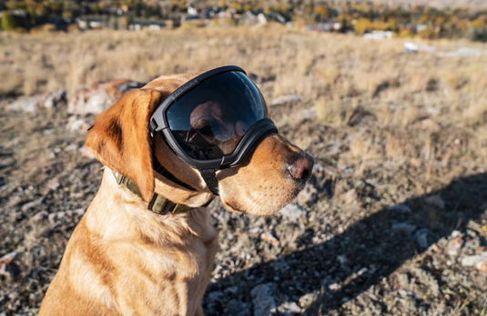Dog online goggles wholesale
