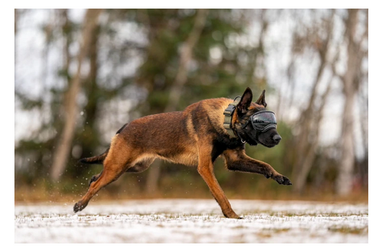 Rex Specs Large Dog Goggles Sold by Rocky Mountain Dog in Canada
