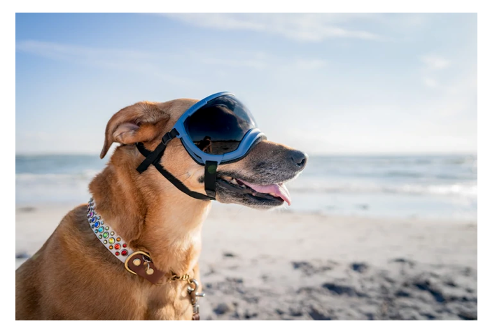 Load image into Gallery viewer, V2 Large Dog Goggles
