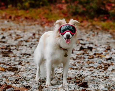 Extra small dog goggles sales