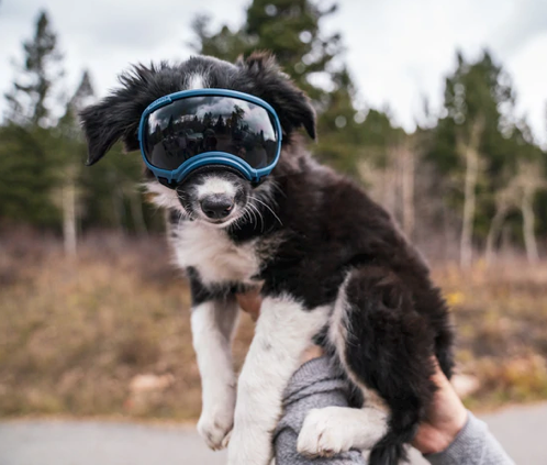 Load image into Gallery viewer, V2 Extra Small Dog Goggles
