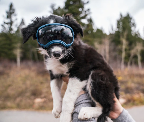 V2 Extra Small Dog Goggles