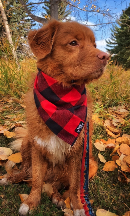 Flannel Dog Bandana, Large (23-28) / Red | Rocky Mountain Dog