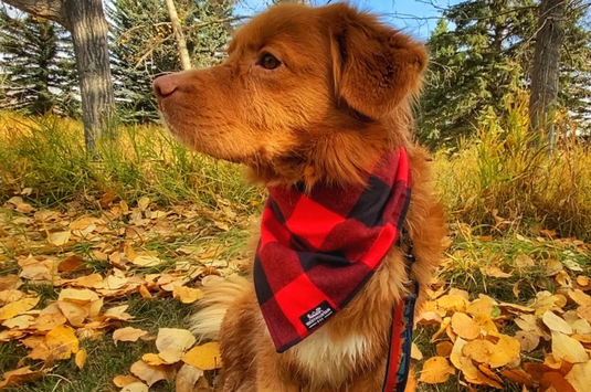 Flannel Dog Bandana, Large (23-28) / Red | Rocky Mountain Dog