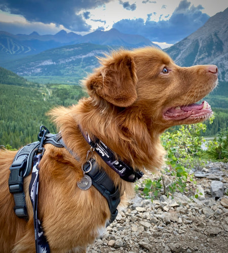 grizzly rundle alpine dog collar