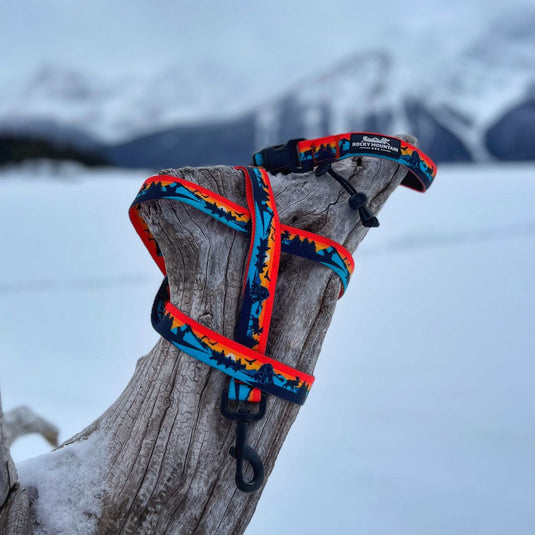 Dog leash on a tree branch in the snow in lake minnewannka, banff