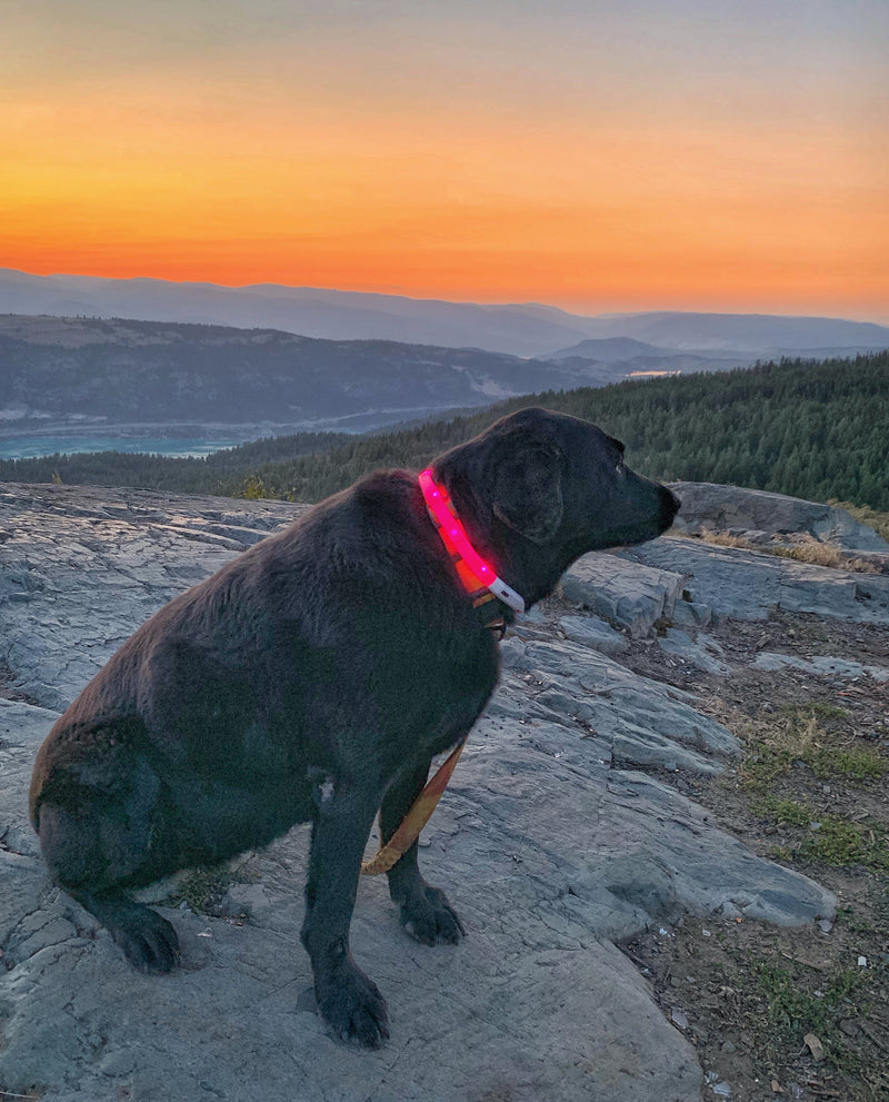 Load image into Gallery viewer, black lab wearing led collar
