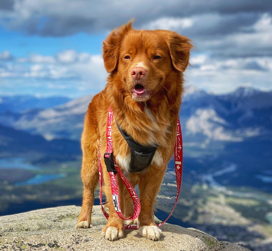 Canadian Rockies Dog Leash