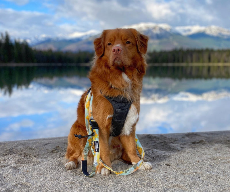Load image into Gallery viewer, butch duck toller dog at arnette lake jasper alberta wearing yellow RMD Dog leash
