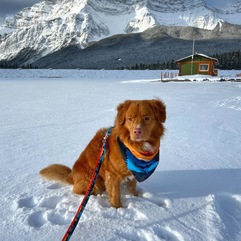 Load image into Gallery viewer, brown nova scotia duck tolling retriever wearing a blue bandana and red dog leash sitting in the snow in lake minnewannka, banff, ab
