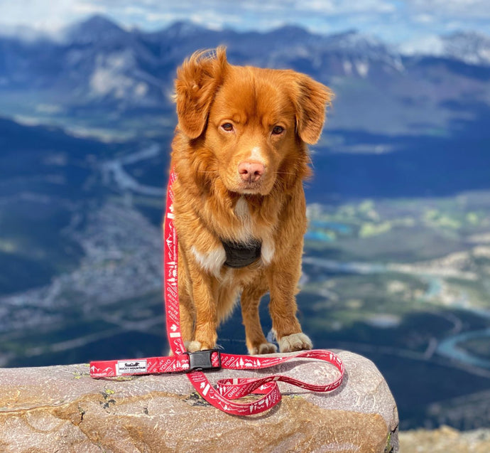 Canadian Rockies Dog Leash