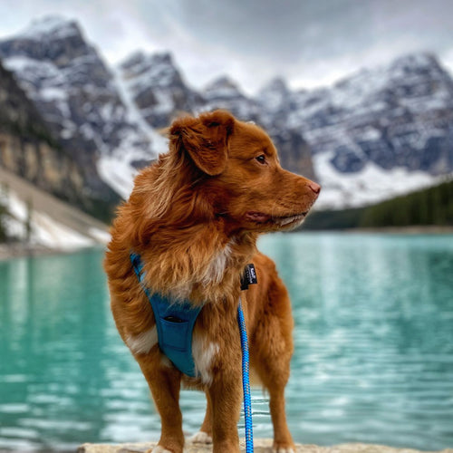 brown nova scotia duck tolling retriever with blue harness and leash, standing on top of a rock next to moraine lake