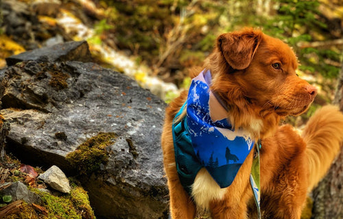 duck toller dog wearing a bandana