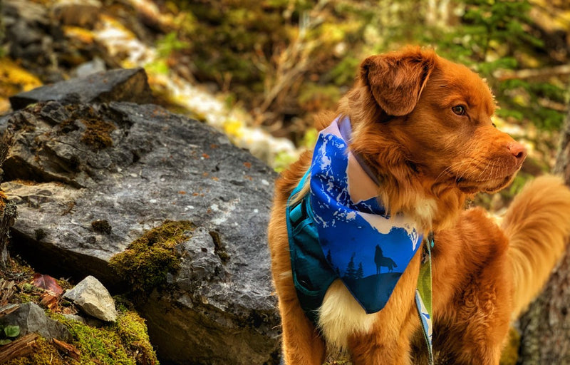 Load image into Gallery viewer, duck toller dog wearing a bandana

