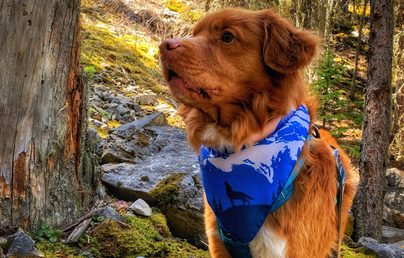 Load image into Gallery viewer, duck toller dog wearing a bandana
