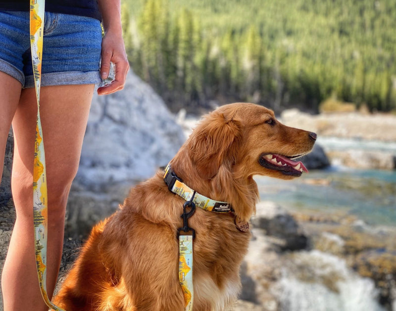 Load image into Gallery viewer, PNW dog collar 
