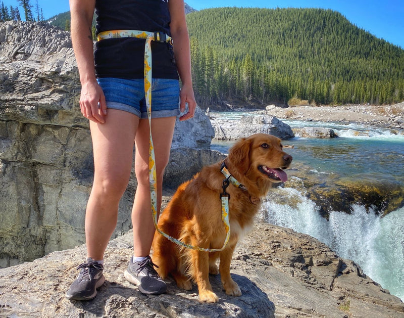 Load image into Gallery viewer, woman standing next to a golden retriever wearing yellow hands free dog leash
