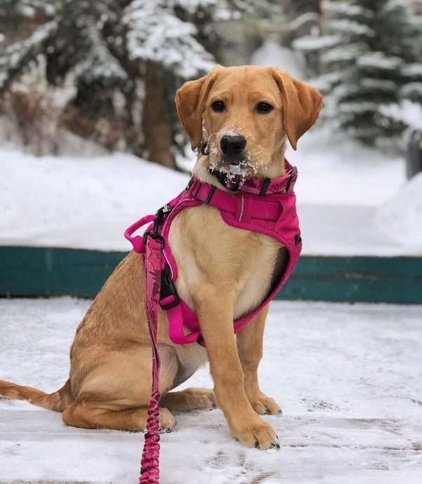 brown labrador retriever wearing a pink harness sitting in the snow