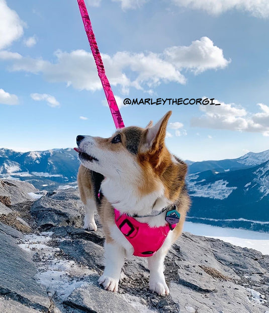 corgi wearing a pink harness and leash on top of a mountain